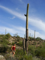 Kaktusy saguaro v Sonorské poušti - poměření výšky