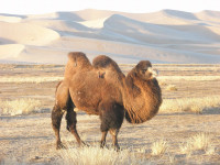 Velbloud dvourhbý - vcelku poslušný dopravní prostředek v poušti Gobi