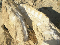 Zkamenělina v poušti Gobi