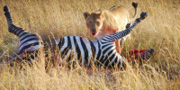 Lev por zebru na safari v Keni