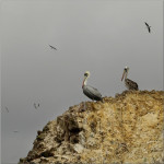 Ballestas